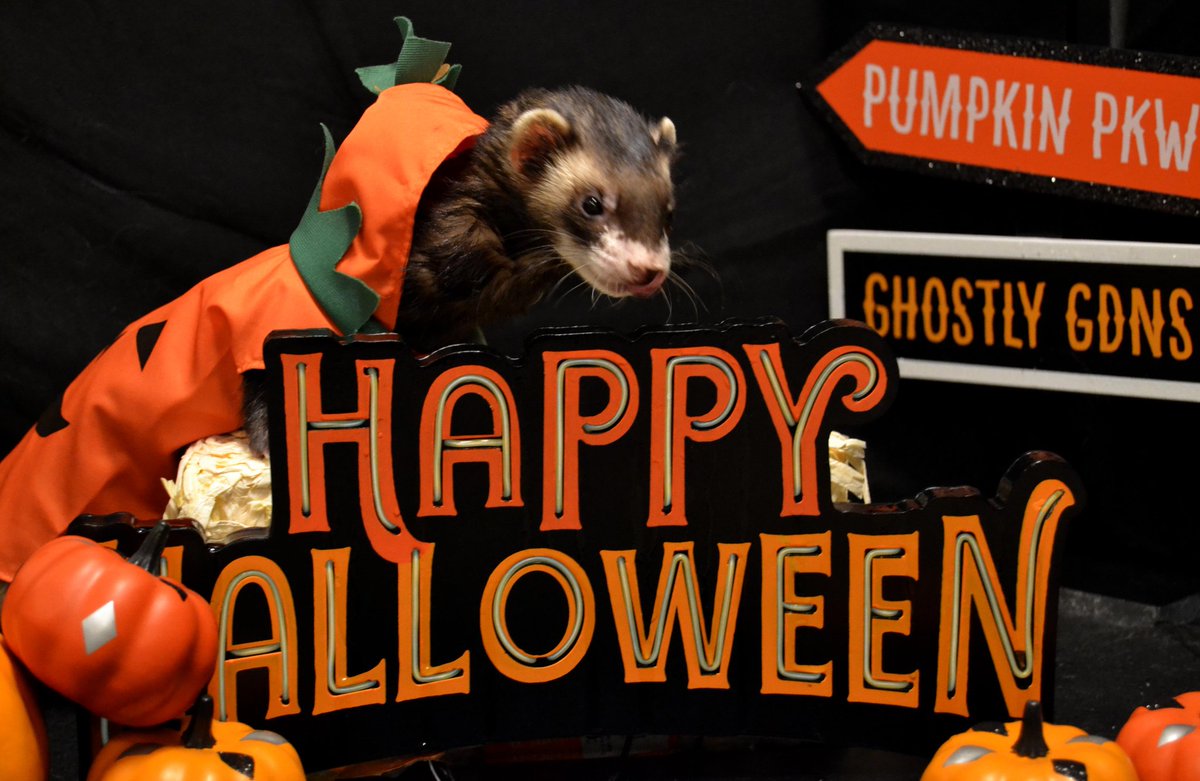 PawsomeSCR's tweet photo. Ferrets are the Best Tricksters for Halloween, don't you think? https://t.co/ZtSJpLEWEt