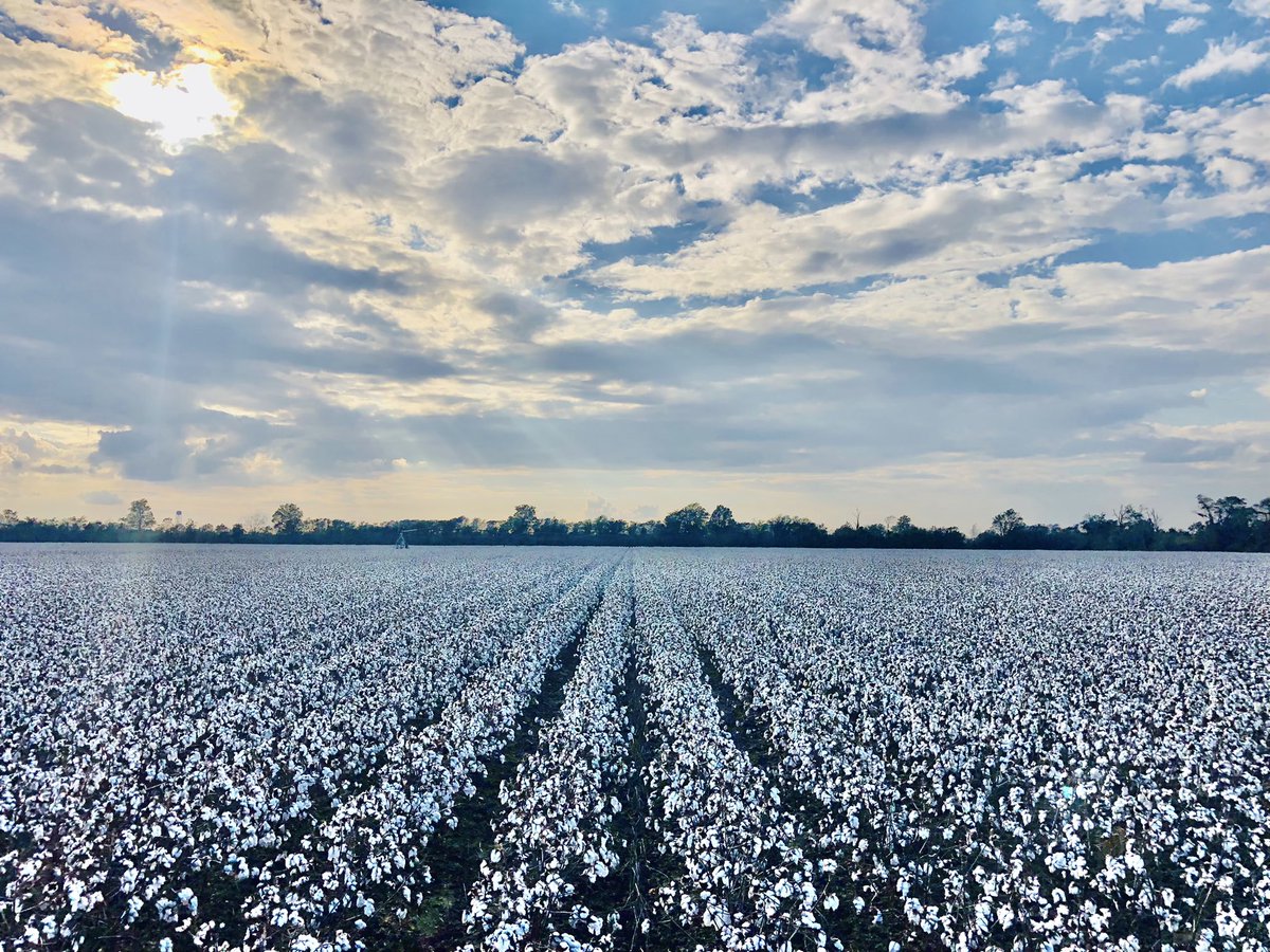 Bradley Jackson (@870jackson) on Twitter photo Excited to see what the new <a href="/DynaGroSeed/">Dyna-Gro Seed</a> RKN and Reniform Nematode tolerant variety DG3644 B3XF does in this field in Southeast MO. Looks to be another good option for cotton growers looking for Nematode tolerance. <a href="/crouch335/">Nick Crouch</a> <a href="/dustinj210/">Dustin Jackson</a> @DynaGroFrank Excited to see what the new <a href="/DynaGroSeed/">Dyna-Gro Seed</a> RKN and Reniform Nematode tolerant variety DG3644 B3XF does in this field in Southeast MO. Looks to be another good option for cotton growers looking for Nematode tolerance. <a href="/crouch335/">Nick Crouch</a> <a href="/dustinj210/">Dustin Jackson</a> @DynaGroFrank