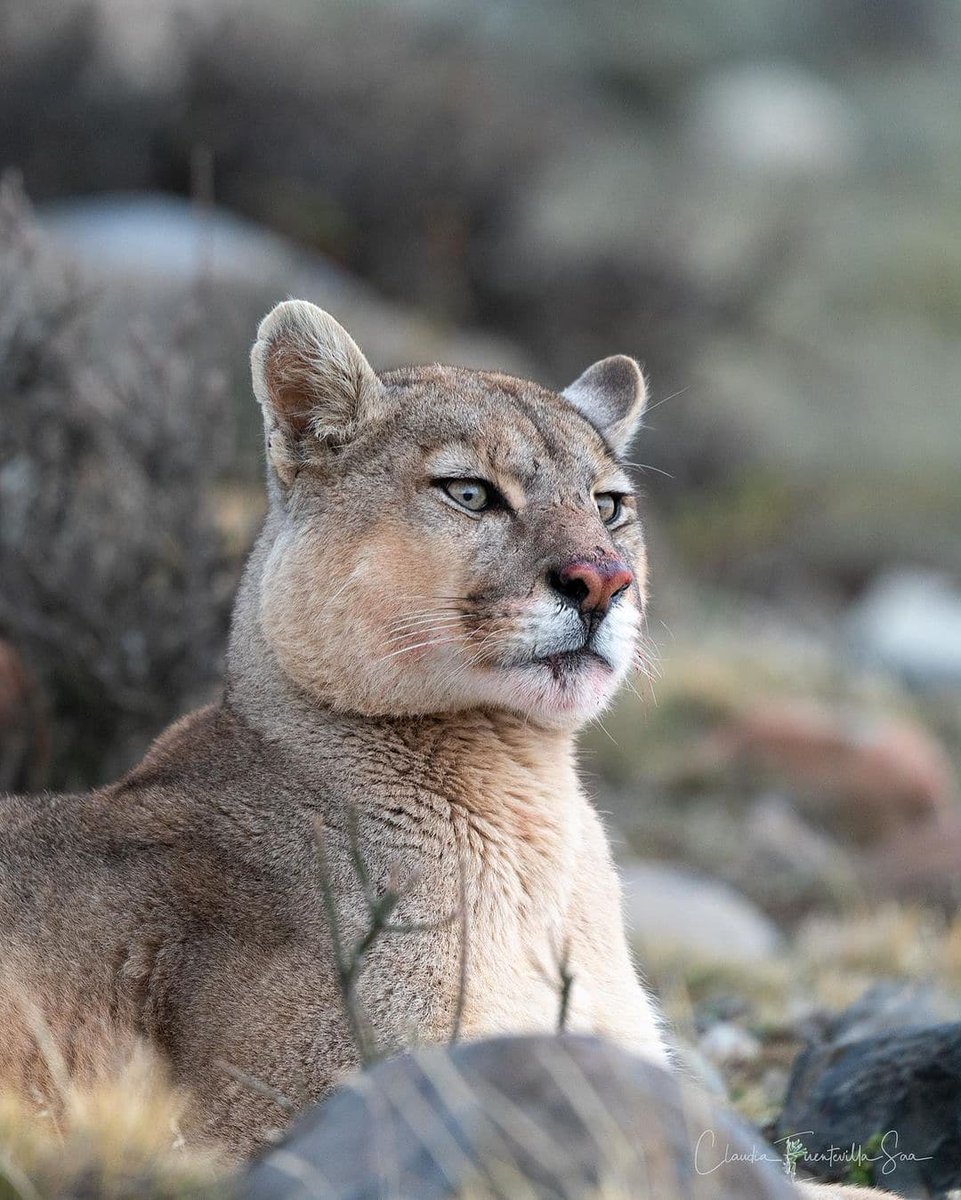 FelinosChile's tweet photo. 😺Mirada felina
Créditos 📸:@claufuentevillasaa
#Puma #pumaconcolor #FelinosSilvestresDeChile #torresdelpainechile #wildcats #felinos #cat #fundacioncoordinaciondefelinossilvestres #FelinosSilvestres #Chile https://t.co/Tc6WL5uGoi