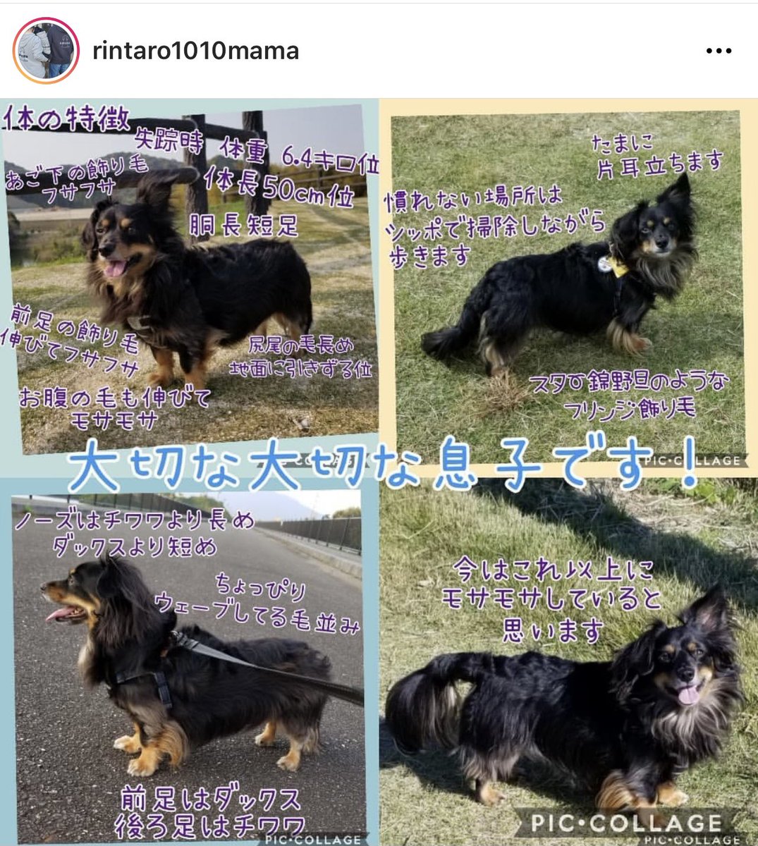 rintaro_maigo's tweet photo. #迷子犬りん太郎 #迷い犬 #福岡
・2/16 福岡県筑紫野市 天拝湖周辺で失踪
・チワワとダックスのミックス
・黒茶、4歳
・人見知り犬見知り

☑️迷子の黒い小型犬を見ませんでしたか？

☑️似た犬を見かけたら
(遠くからでも)写真や動��撮影して頂けると助かります

お電話にて情報お待ちしています🙇☎️ https://t.co/Rp3pguDpN2