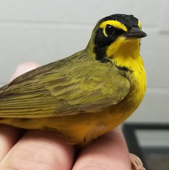 EncyCle_'s tweet photo. Image of Kentucky Warbler treated and released after suffering a window strike in downtown #Cleveland. credit: @LENSC 
Volunteers of #LightsOutCleveland programs through @obcibirds help protect millions of birds each migration season. 
History: https://t.co/4cITCRwIQQ https://t.co/ueKxSyzTbX