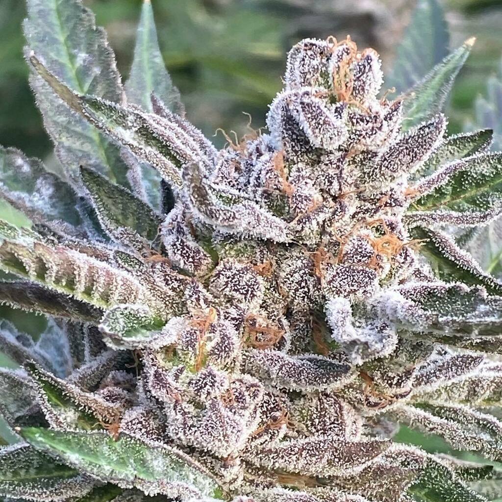 caliselectprods's tweet photo. Cereal Milk is a hybrid marijuana strain from Cookies. Cereal Milk is made by crossing Y Life (Cookies x Cherry Pie) and Snowman, a sativa-dominant Cookies pheno. Cereal Milk has a loud flavor with a sweet milk and ice cream nose that will keep you dipping back into your sta… https://t.co/OxsHg9zCd3