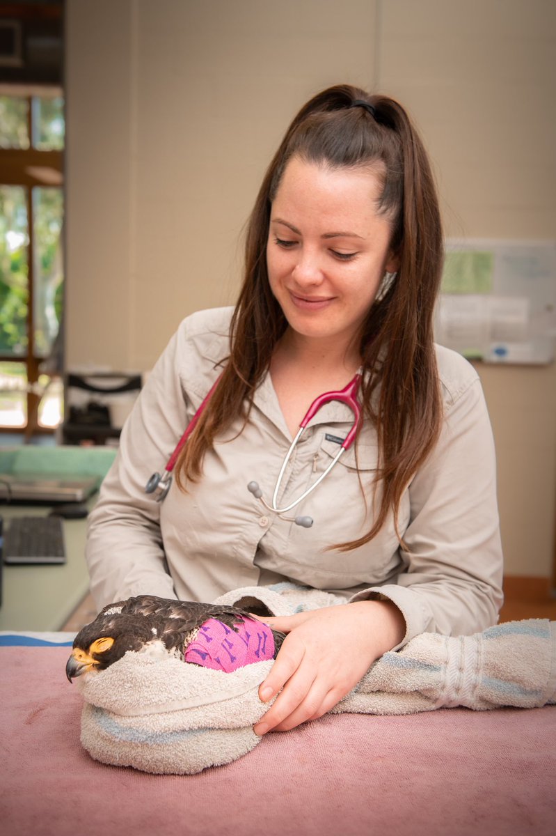 wildwarriors's tweet photo. Today we say THANK YOU to our wonderful veterinary nurses! π Your dedication for wildlife conservation is unwavering. Happy #VeterinaryNursesDay to all of our nursing team at the #AustraliaZoo Wildlife Hospital! π¨ https://t.co/ywMBVTK1NA