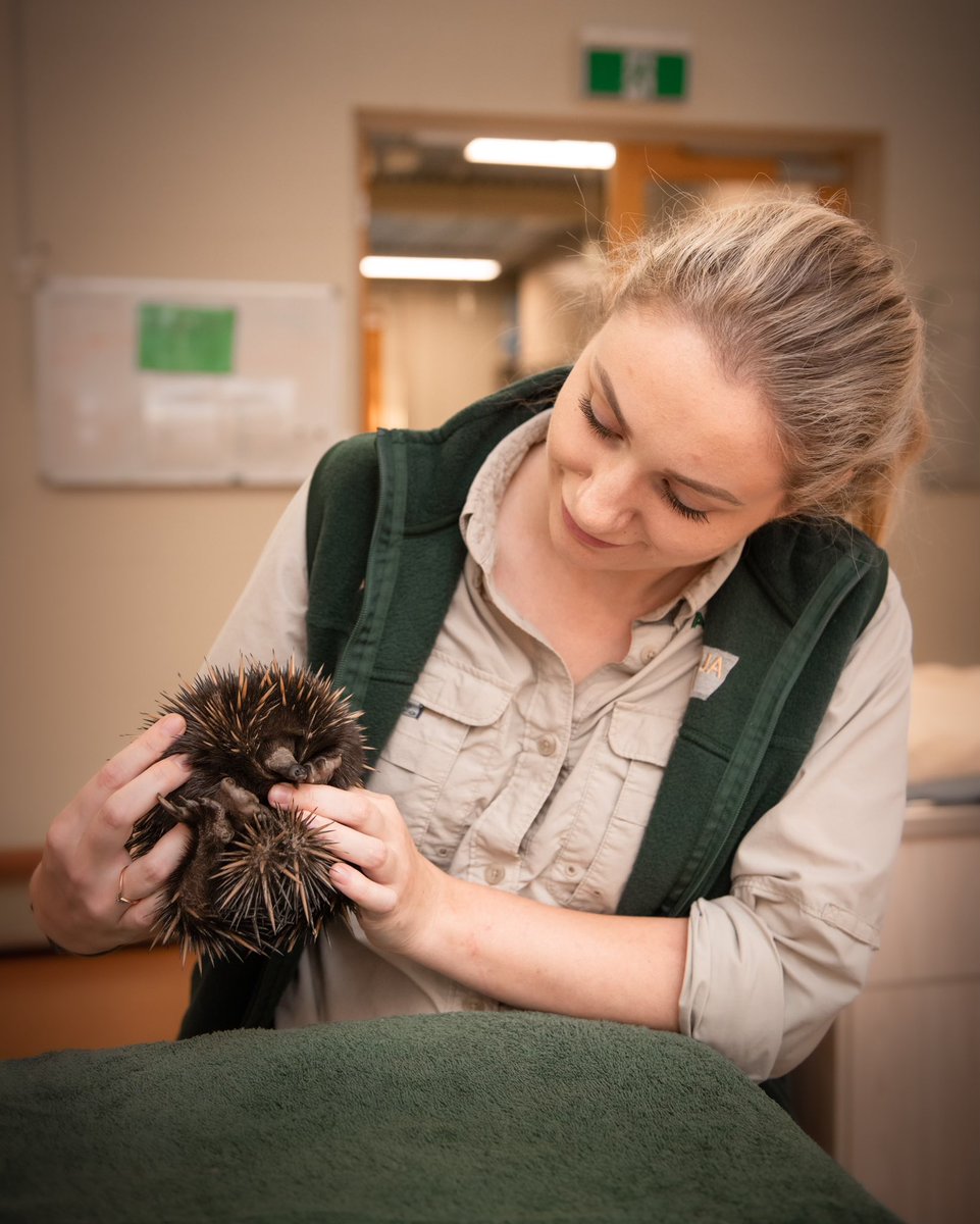 wildwarriors's tweet photo. Today we say THANK YOU to our wonderful veterinary nurses! π Your dedication for wildlife conservation is unwavering. Happy #VeterinaryNursesDay to all of our nursing team at the #AustraliaZoo Wildlife Hospital! π¨ https://t.co/ywMBVTK1NA
