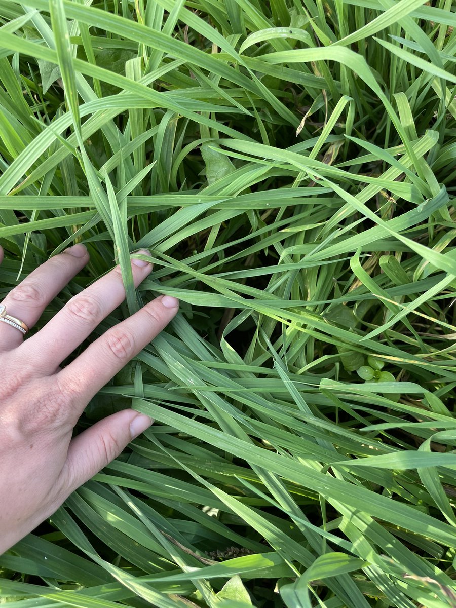 Checking out dandelion control in this grass hay today and couldn’t help notice incredible differences in grass species susceptibility to rust. Late season management added to next year’s checklist ✔️