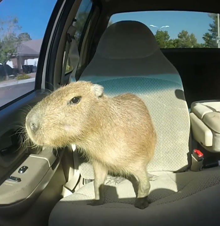 CAPYBARA_MAN's tweet photo. ok i pull up https://t.co/OUldQ0DB0V