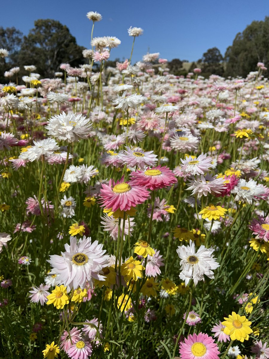 Ruby Paroissien tweet media