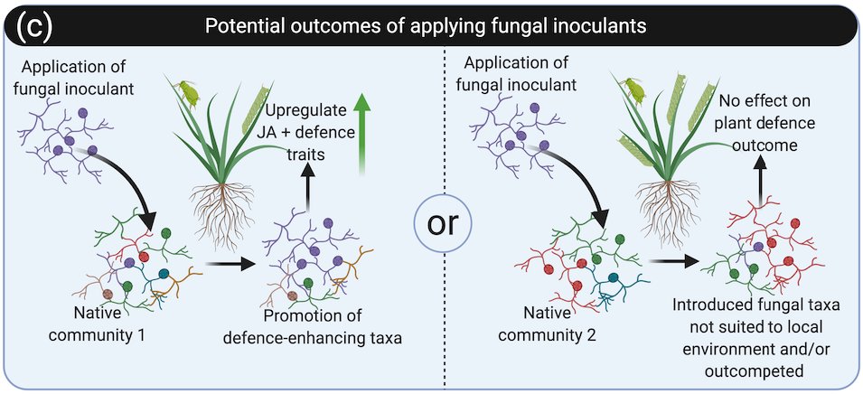 Adam Frew (@frewecologist) on Twitter photo Paper out <a href="/NewPhyt/">New Phytologist</a>❕
🌱🐛 Plant herbivore protection by arbuscular mycorrhizas: A role for fungal diversity? 🌱🐛
with <a href="/1pantunes/">Pedro M. Antunes</a> <a href="/dunkie_c/">Prof Dunc Cameron 🏳️🌈♿️ 🐝</a> <a href="/profSueHartley/">Sue Hartley</a> <a href="/ScottJohnsonLab/">Professor Scott Johnson</a> <a href="/mrillig/">Matthias C. Rillig</a> @bennett_lab
#mycorrhiza #biodiversity #fungi #soil #insect
nph.onlinelibrary.wiley.com/doi/abs/10.111… Paper out <a href="/NewPhyt/">New Phytologist</a>❕
🌱🐛 Plant herbivore protection by arbuscular mycorrhizas: A role for fungal diversity? 🌱🐛
with <a href="/1pantunes/">Pedro M. Antunes</a> <a href="/dunkie_c/">Prof Dunc Cameron 🏳️🌈♿️ 🐝</a> <a href="/profSueHartley/">Sue Hartley</a> <a href="/ScottJohnsonLab/">Professor Scott Johnson</a> <a href="/mrillig/">Matthias C. Rillig</a> @bennett_lab
#mycorrhiza #biodiversity #fungi #soil #insect
nph.onlinelibrary.wiley.com/doi/abs/10.111…