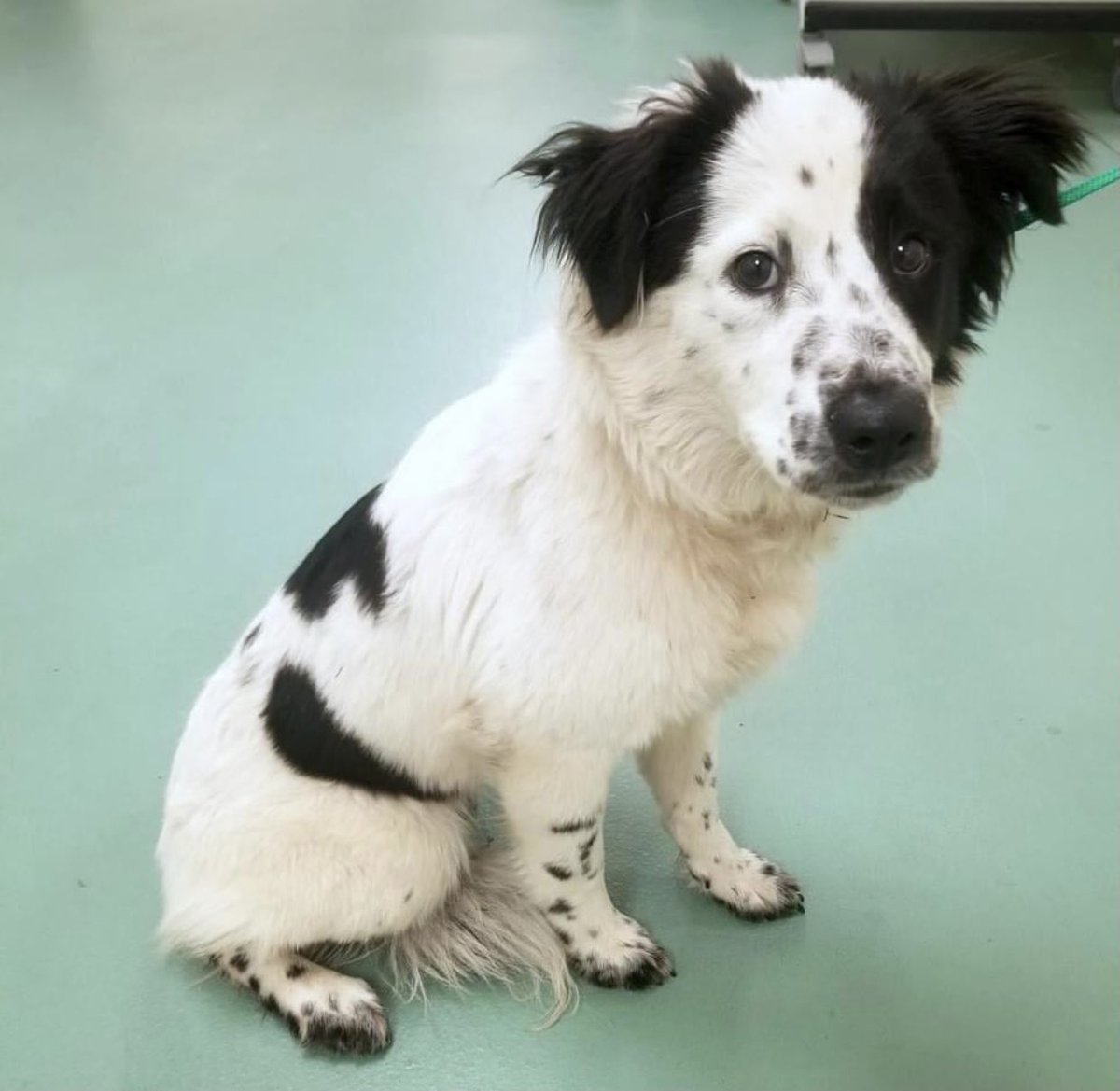 reddogsusie's tweet photo. #TN #MEMPHIS
🆘CODE RED Sybil 1yo hw- RESCUE ONLY Impounded with her pal(who got adopted)Sybil is fractious &amp; v.unhappy at shelter. A young, pretty dog who is no doubt scared &amp; needs a reassuring adult only Home-Pls #ADOPT #PLEDGE #RESCUE #FOSTER #MASA8537
https://t.co/1dPpkNlF4e https://t.co/4IXEZc0AJJ