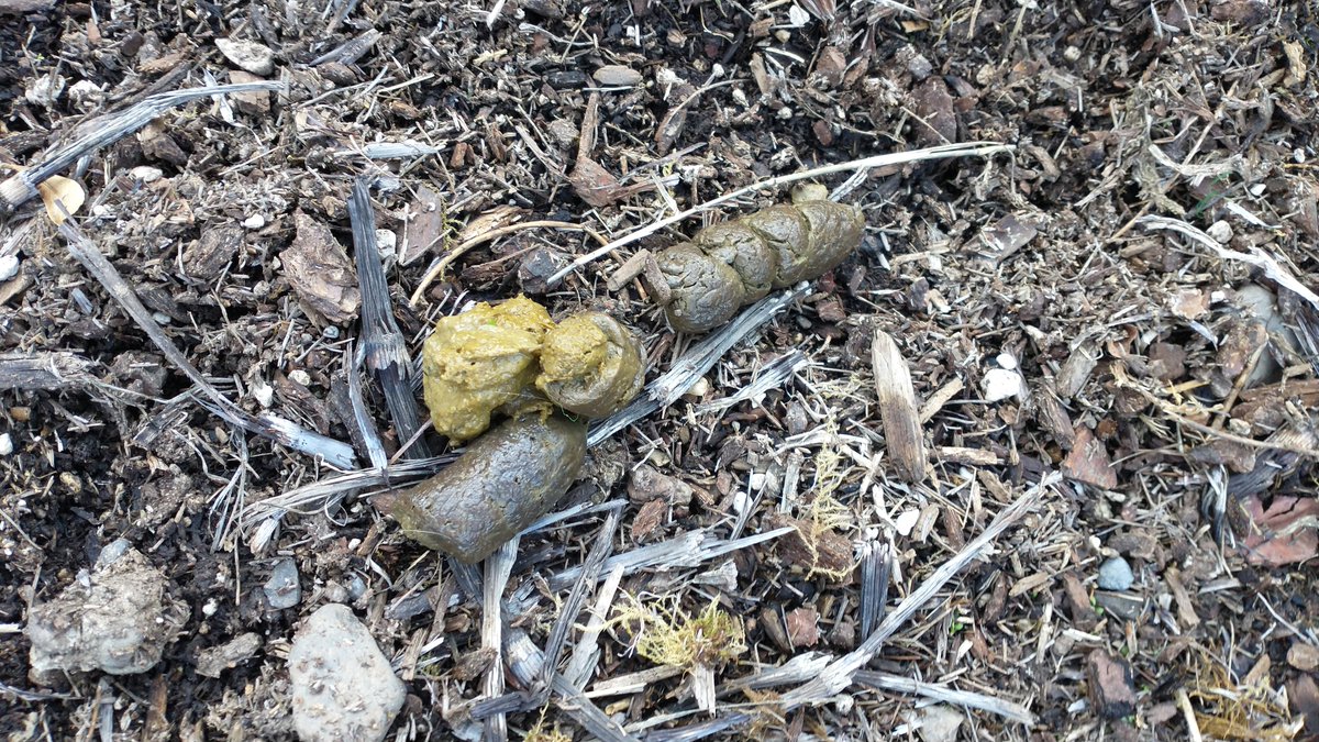 VioletPoops's tweet photo. Number two for the afternoon.

#violet #poop #colonhealth #fiber https://t.co/8xpQER27M7