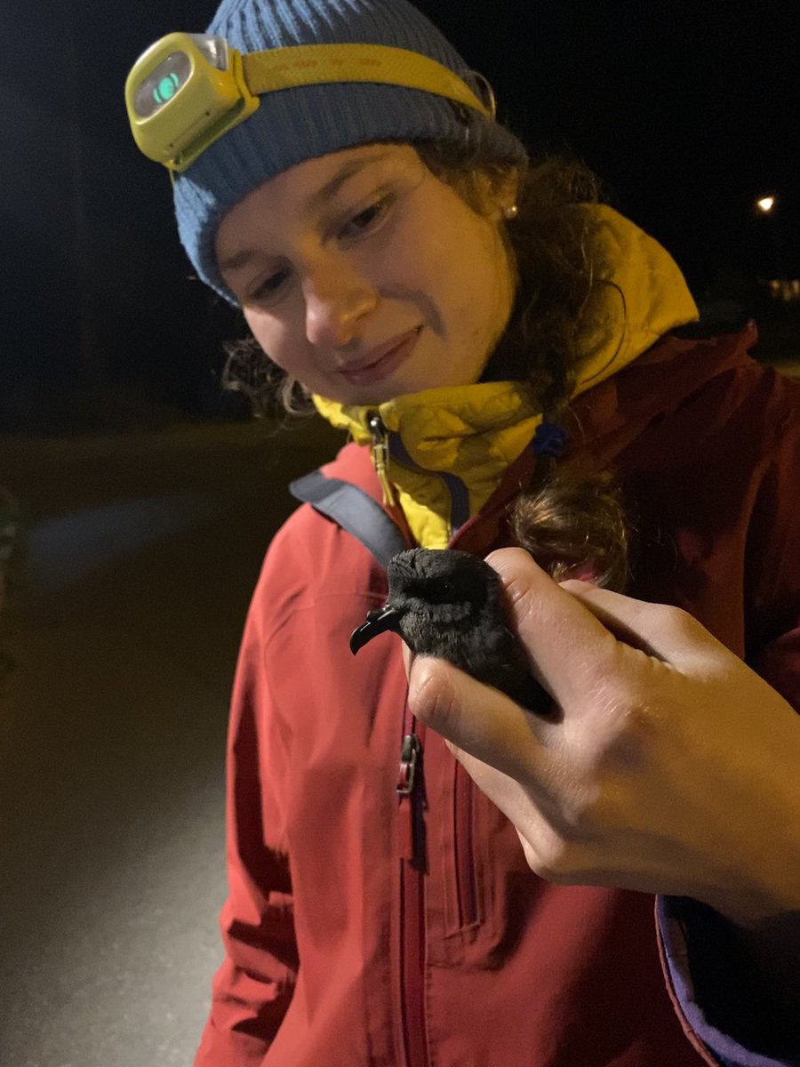 Highly recommend balancing out lab work &amp; correcting midterms with cute (but extremely clueless) petrels #gradschool