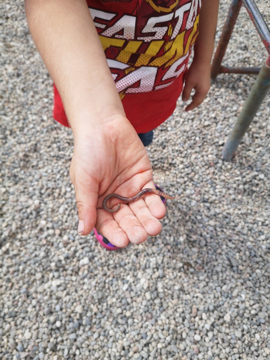 We've been very interested in finding creepy-crawlies lately! We found this one and quickly learned that worms need moisture to stay happy. <a href="/raven_LDSB/">Ms. Raven's Class</a> <a href="/LordStrath_LDSB/">Lord Strathcona PS</a>