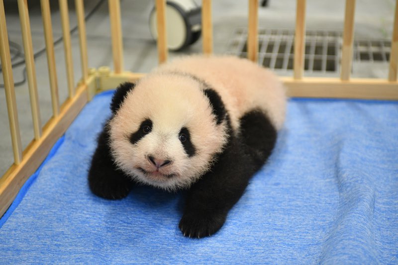 ねりネリコ 双子ちゃんの名前決定 シャオシャオとレイレイ 可愛い名前だぁ 上野動物園 パンダ T Co Qotk01blvf Twitter