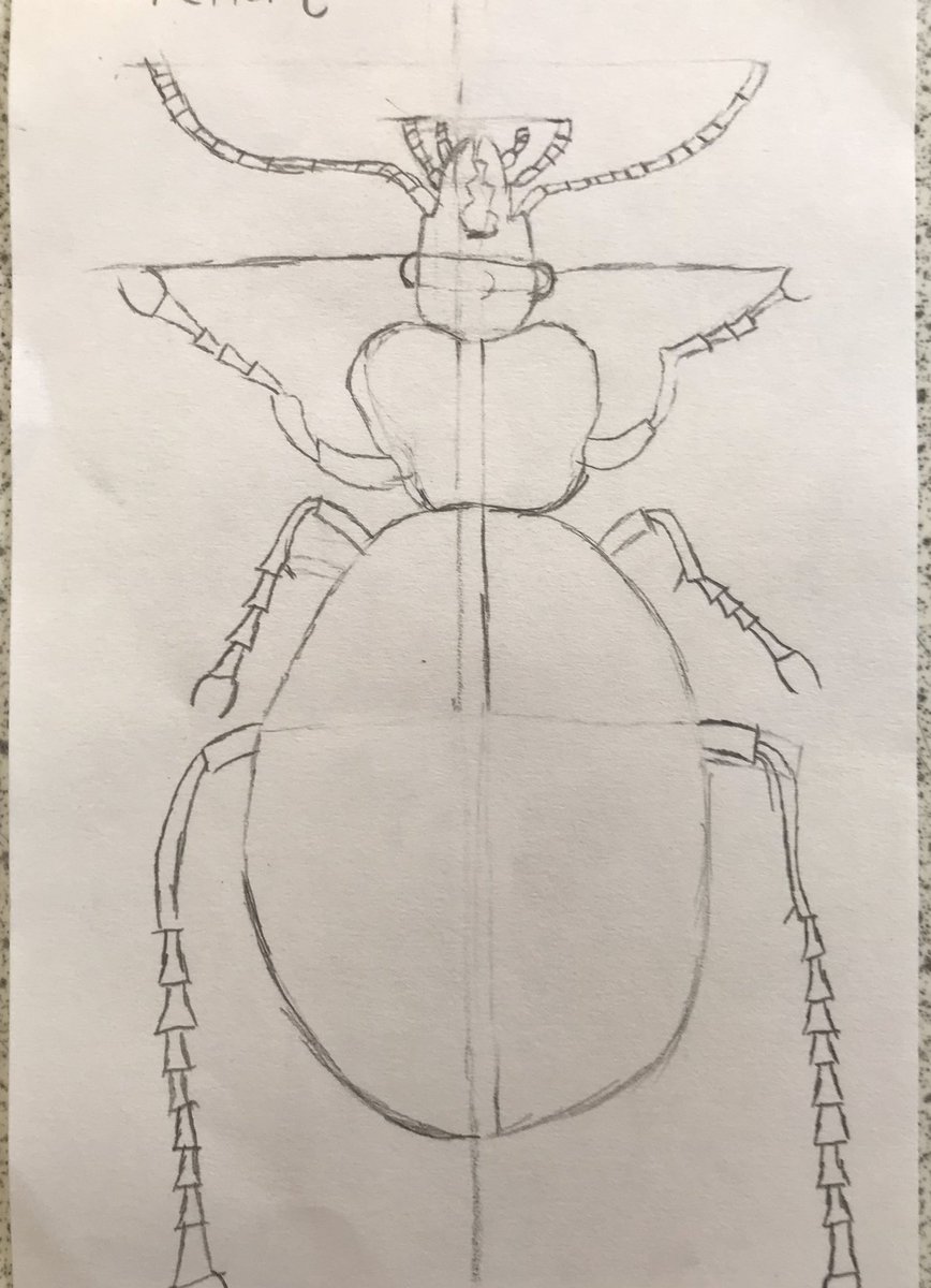 CAFSSHS's tweet photo. Before instruction and after instruction bug drawings by our S1โs. So impressed at how much they listened and took on board advice. Completely nailed it! #Ststephenshs https://t.co/Gz4EBb0gWv
