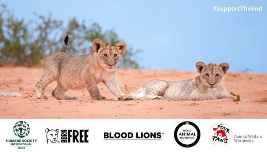 FOURPAWSZA's tweet photo. #5Days to add your voice #SupportTheEnd: FOUR PAWS, @hsiglobal, @bornfreefdn, @blood_lions and @movetheworldaf unite to support @barbaracreecy_  @environmentza in their effort to create a new deal for SA’s wildlife. Add your voice https://t.co/PBpXwEUUyg #BreakTheViciousCycle https://t.co/G5NPK8W0zV