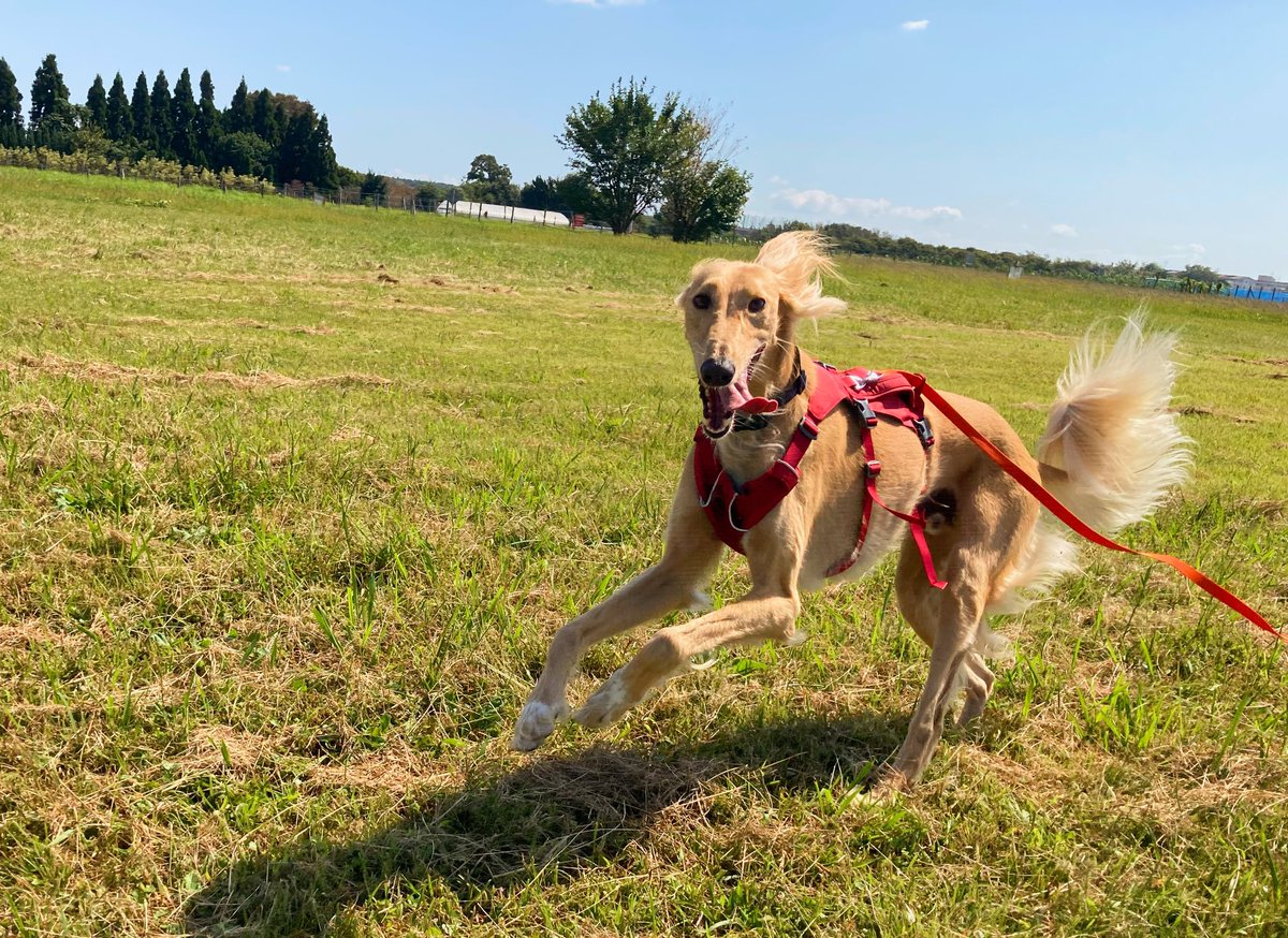 マリオン 残暑な秋晴れ エジプト遺跡にレリーフが残る 7000年前から犬種サルーキ オオカミから最初に袂を分けた犬 と言われガッツリな狩猟犬 デカイのにその時速は70キロ 大丈夫まだまだワタシ並走出来てます笑笑