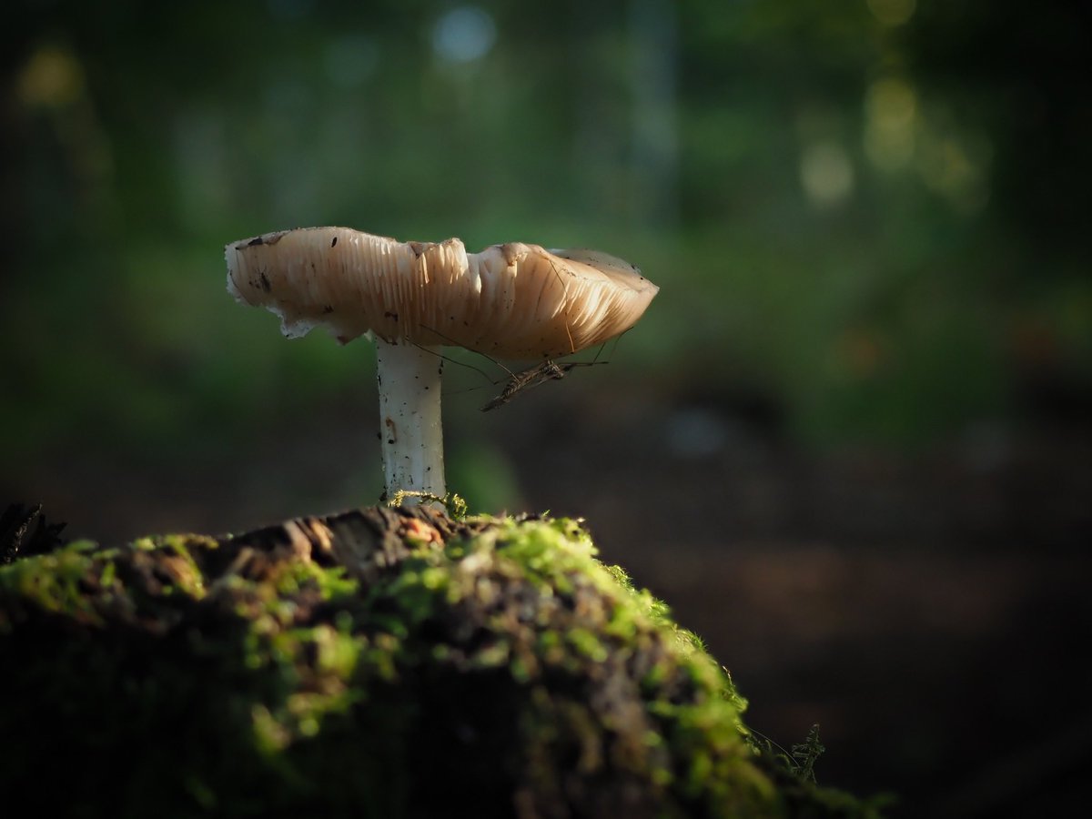 Joeynoble's tweet photo. It’s Friday! Time for another bit of #FungiFriday found this little fella hiding under the canopy of the mushroom! https://t.co/fKZHlGhNDH