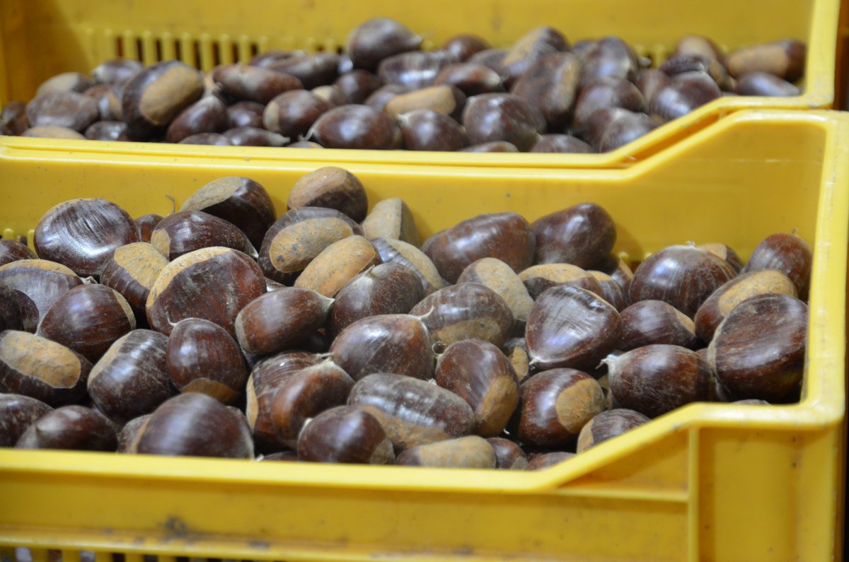 Oignons doux des #Cévennes, #châtaignes, #pommes... La saison bat son plein à <a href="/OrigineCevennes/">Cévennes Origine</a>  
15 t/j d'#oignons à calibrer, conditionner et expédier vers la GD, les grossistes, et l'#export. Vrac, filets, barquettes, plateaux lités... Ça brasse jusqu'en mars 🧅🌰🍏