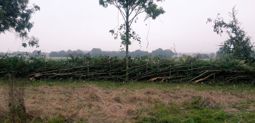 Before, during and after pics of the 134m hedge we finished conservation laying yesterday evening. Bar from a few trims, it should be good for another 20 years.