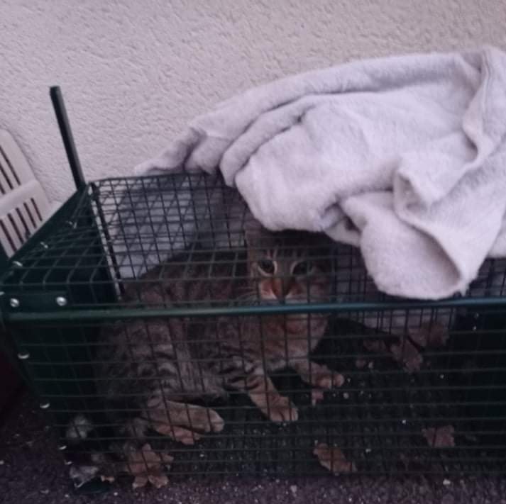 associationanm's tweet photo. Nous tenons à féliciter Elsa, une élue municipale de notre secteur "responsable animaux" qui a trappé un chat errant, celui-ci a pu être stérilisé et remis en liberté. prolifération des chats errants.
#Chat #stérilisation #chatlibre #proliferationduchat #trappage https://t.co/phnfYOxbcj