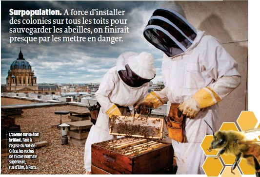 #abeilles en  ville,  les scientifiques s'alarment : ce qui a priori paraissait une bonne idée est en train de  virer aux cauchemars pour la #biodiversité… des abeilles sauvages et autres pollinisateurs comme les #papillons, les guêpes ou les mouches.
 👉🏽 biodiversite.gouv.fr/actualite/en-v…