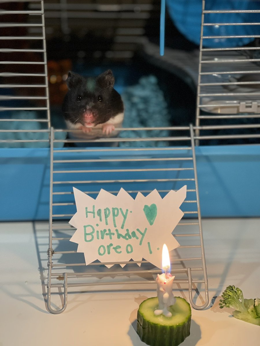 JenKirnbauer's tweet photo. Big day at the Kirnbauers today!!! Benson’s hamster 🐹 turned 1!!!! #celebratethesmallthings https://t.co/hbY5Zo9iX8