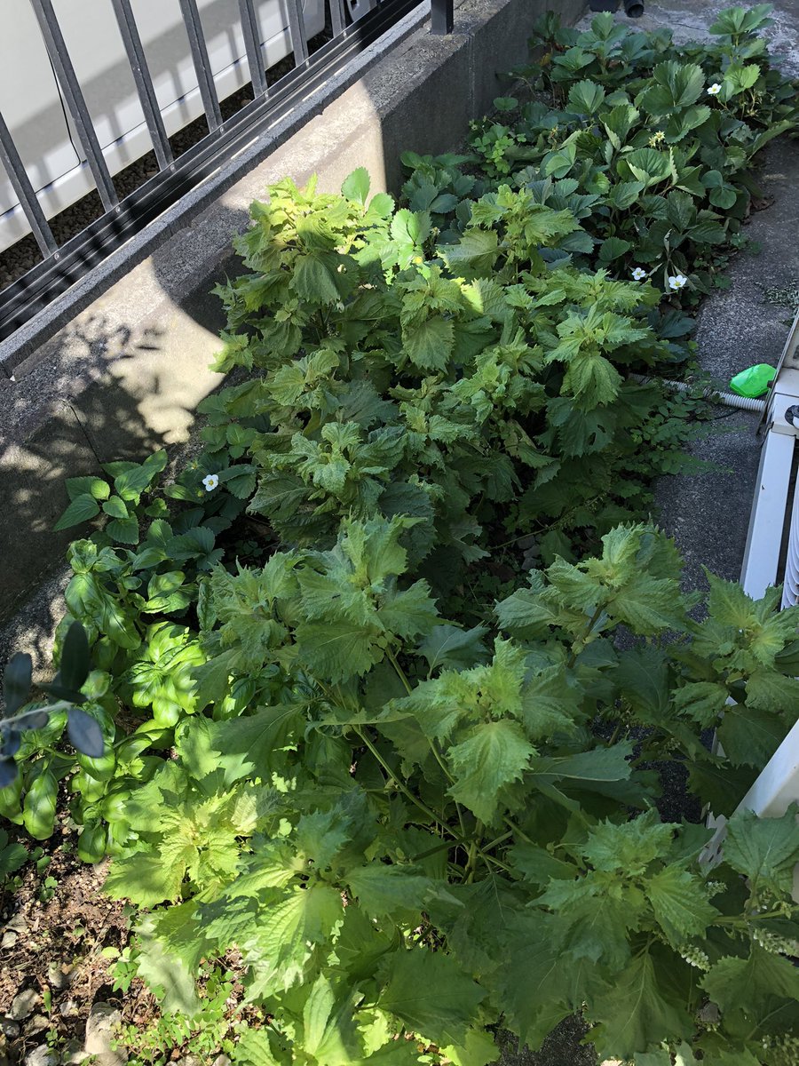 sr_raionmaru's tweet photo. 地震の被害確認で庭に出たら蟻に食べられてない良いイチゴができてた❣️
明日のキャンプ用にバジルと紫蘇も収穫♫
ボーボーのほったらかし畑だけど、ワイルドに育ってます(笑)
#自家菜園
#家庭菜園
#伸び放題
#basil
#Japanesebasil
#wildstrawberry https://t.co/nypivnuc3M