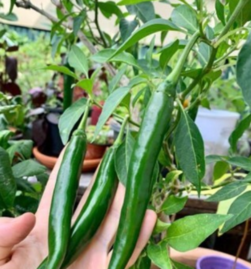 MarcTchouanche's tweet photo. This particular chili plant is about 4 years old and has really begun to produce regularly. I can’t quite get through them quick enough! What’s your favourite meals to make with chili? 🌶

#cookingfromscratch #cayennechili #gardenbiodiversity #plantsofinstagram https://t.co/f0rIyfC2h3