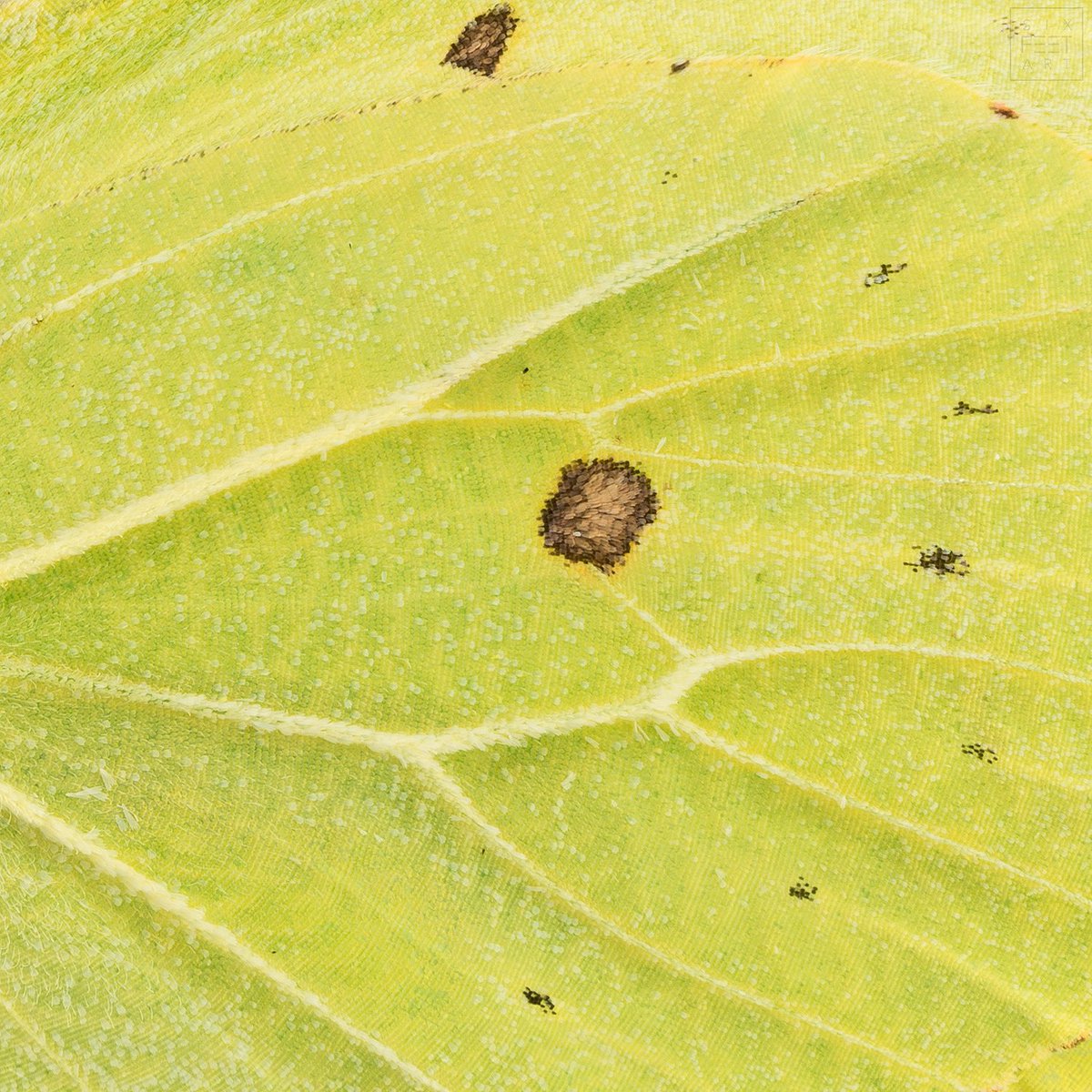 sagaOptics's tweet photo. Wing of a common brimstone, Gonepteryx rhamni.
#gonepteryxrhamni #zitronenfalter #brimstone #commonbrimstone #butterfly #schmetterling #wing #wings #flügel https://t.co/zZw6H2Te9J