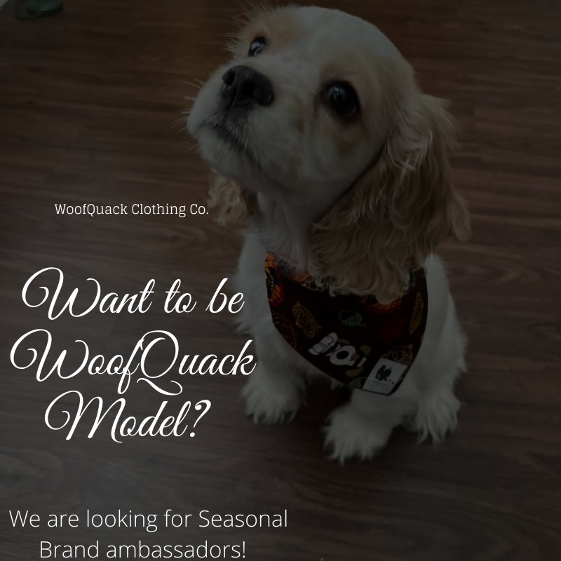 WoofQuackCo's tweet photo. WoofQuack is looking for Brand Ambassadors 🐶

Check out our Instagram woofquackclothingco for details and requirements 😊 https://t.co/bhHajwzOh8