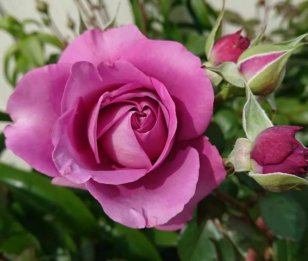 EndersbyArt's tweet image. The Thank You rose is blooming again and I can see another little face in the centre!

#springinmelbourne #roses #thankyourose #floribunda #floralinspiration instagr.am/p/CUv8ycsBhwA/