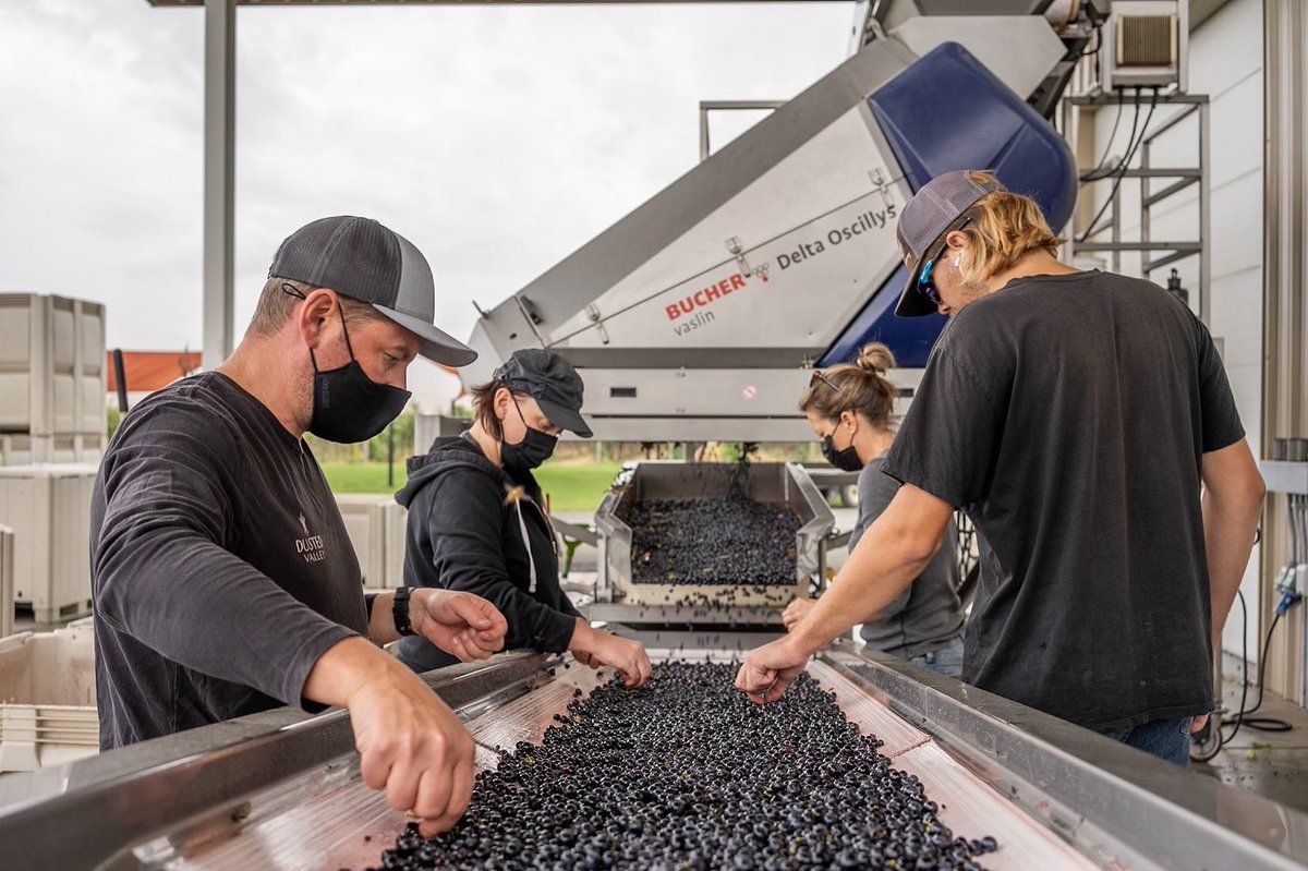 We are so grateful to our friends at <a href="/DustedValley/">Dusted Valley</a> for destemming, crushing and fermenting our grapes again this harvest season.🙏🙏 🙏 We could not make wine without the incredible community support from our partners. 🍷✨ #VitalWines #PurposeInEveryPour #WAwine
