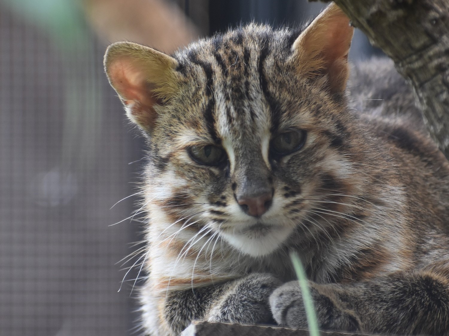 井の頭自然文化園 公式 本日10 8は ツシマヤマネコの日 それにちなんで 当園では 10 24 日 に ツシマヤマネコ保全講演会 を開催します 応募はコチラから T Co Ghnqmsyk15 対馬から遠く離れた場所で暮らしていても ツシマヤマネコの