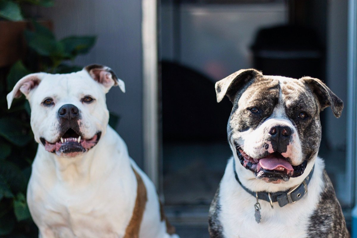 _dwoods96's tweet photo. @LizDueweke #americanbulldogs https://t.co/WJijVGYHOS