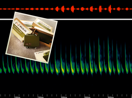 Ottercivet's tweet image. If you think you might enjoy getting involved with bats &amp;amp;/or bitterns &amp;amp;/or gadgets, SIGN UP RIGHT NOW to help shape this VERY EXCITING project!
naturetrackers.com.au/news21.php

@TasmaniaParks @SeeTasmania
#natureconservation #populationmonitoring #Bats #Wetlands #scicomm #STEM #education