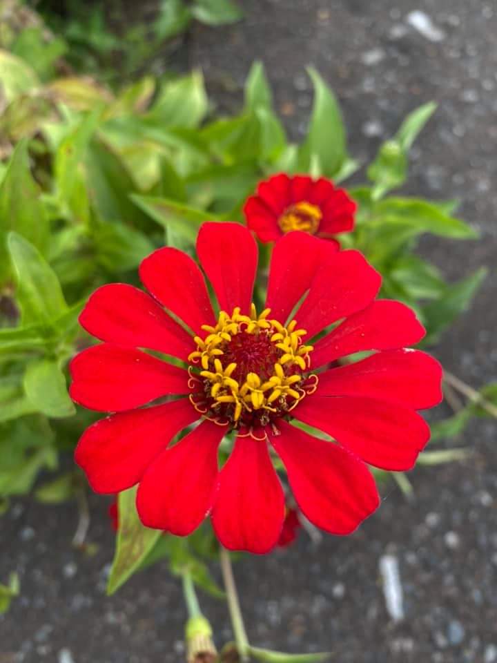 Melania Cristy tweet media