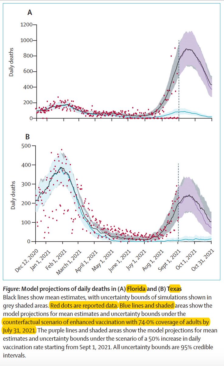 What if Texas and Florida had vaccinated at the level of New England by July 31st?
thelancet.com/journals/lanin…
Prevention of:
Deaths: Texas 6,353, Florida 16,235
Hospitalizations: Texas 37,587, Florida 61,327
<a href="/Pratha_Sah/">Pratha Sah, PhD</a> <a href="/Alison_Galvani/">Dr. Alison Galvani</a> <a href="/YaleSPH/">Yale School of Public Health</a> <a href="/PeterHotez/">Prof Peter Hotez MD PhD DSc(hon)</a>  <a href="/TheLancetInfDis/">The Lancet Infectious Diseases</a>
