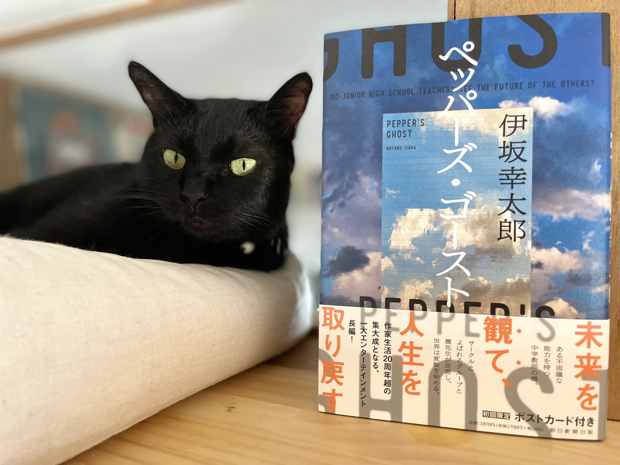 キャッツミャウブックス 伊坂幸太郎さんの最新刊 ペッパーズ ゴースト 朝日新聞出版 は コードネーム ロシアンブル と アメショー のネコジゴハンター以外に ちゃんと猫も出てくる猫本です 初回限定ポストカート付き また暑い陽射しが戻っ