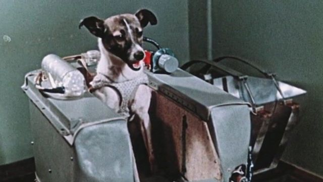 eldestape_radio's tweet photo. 😃 Seguimos con más #SiUnaNoche metiéndonos en el mundillo de #UnPerro
🤔 ¿Qué sabés sobre Laika, la perra cosmonauta?
🎙️ Y además, el perro lila y una entrevista al hombre que más sabe sobre perros
📻FM107.3 https://t.co/5wlLVeLUX1