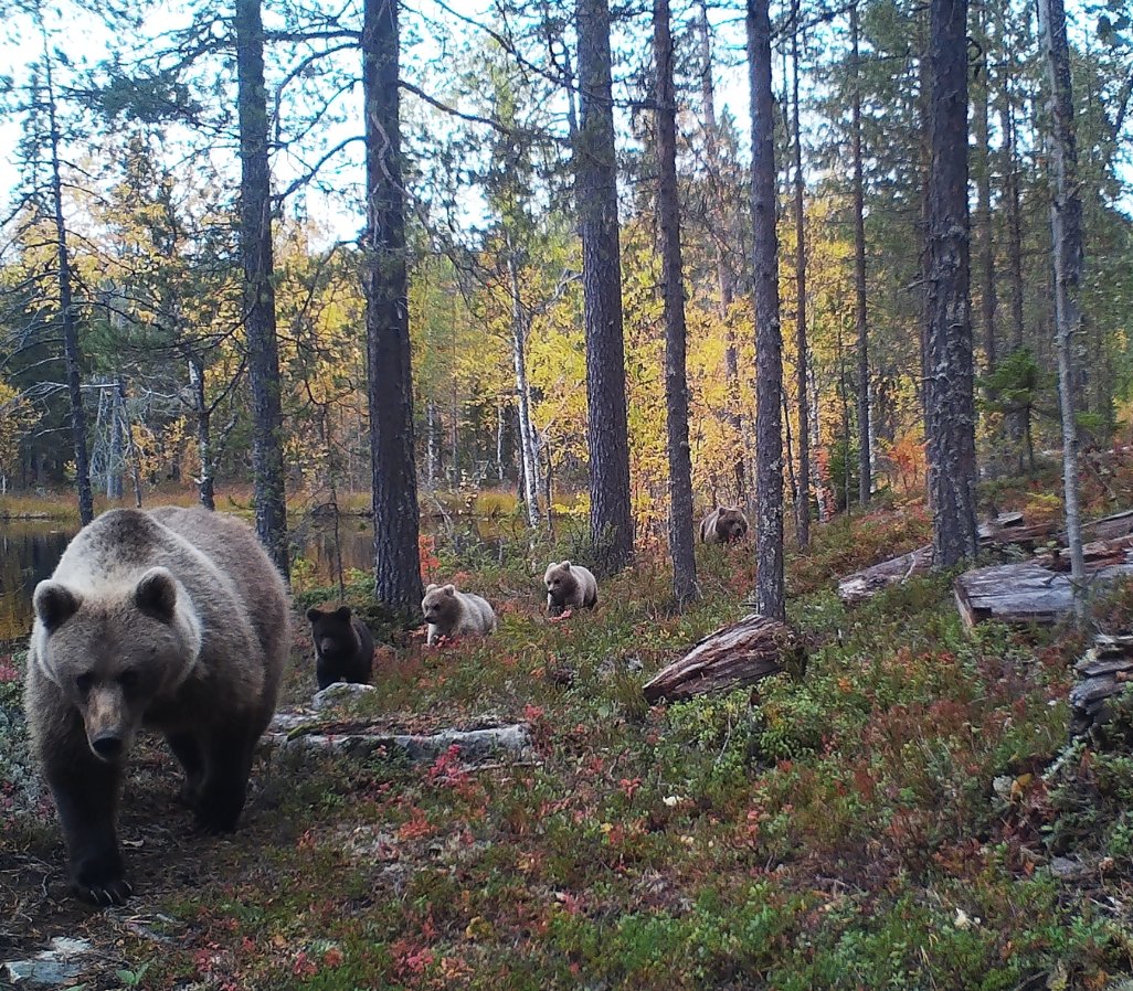 Suuntana talvipesä, tahdissa – #mars!

#karhu #kuhmo #syksy #talviuni #bear