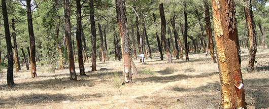 SustforestP's tweet photo. El proyecto @Sudoe5 @SustforestP organiza un seminario junto con  Acrema, @CSIC  e @INIA_es: Mejora para la producción de resina en Pinus pinaster Aiton. 26 de octubre. 2 sesiones: 11-13h, 15-17h. Presencial y online. Inscripciones en alia@inia.es https://t.co/skwWhbRPVv https://t.co/cjP88114lU