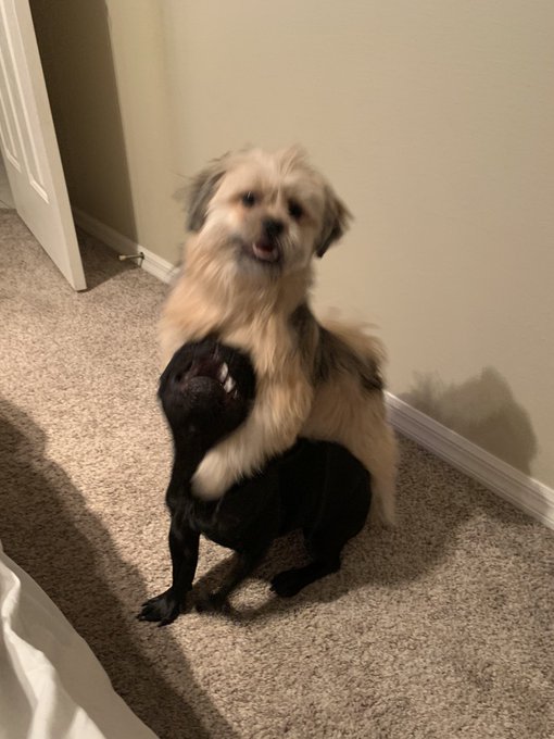 Things are getting wild tonight&hellip;. https://t.co/aZRK5haVCM