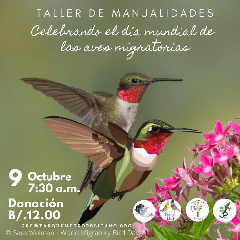 enviroamericas's tweet photo. The Panama Bird Festival will Sing, Fly, and Soar this weekend! Can't travel? This is almost like being there. Join us to see some of the activities as migratory birds head to their wintering sites.
#WMDB2021 #DMAM2021 #SingFlySoar #LikeABird #CantaVuelaElévate https://t.co/oLOfKagJnK