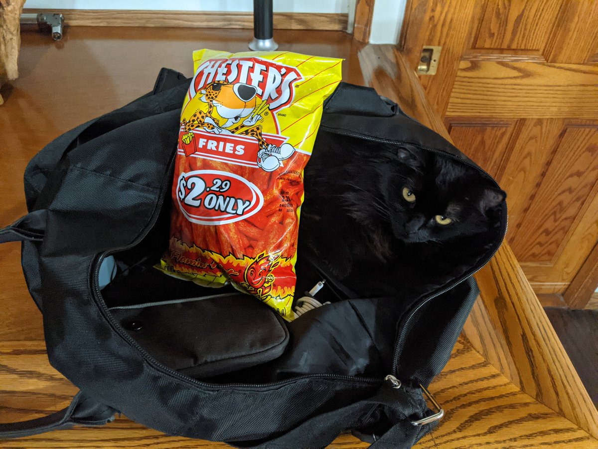 younan3000's tweet photo. #garbagecat https://t.co/mKYTh8rwYX