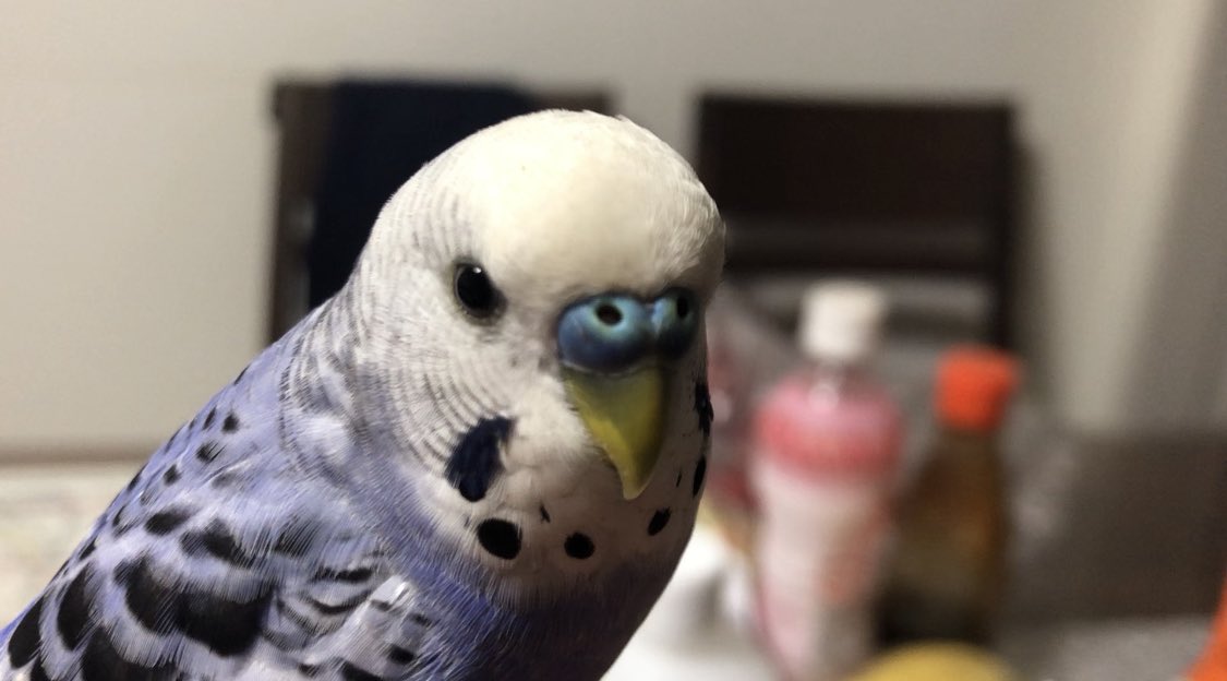 ChenYujie2's tweet photo. セキセイインコを探しています。
10月3日に東京都日野市でいなくなりました。
色は青紫っぽいです。
見かけた方連絡お願いします🥺 https://t.co/NBu4ntSmo6
