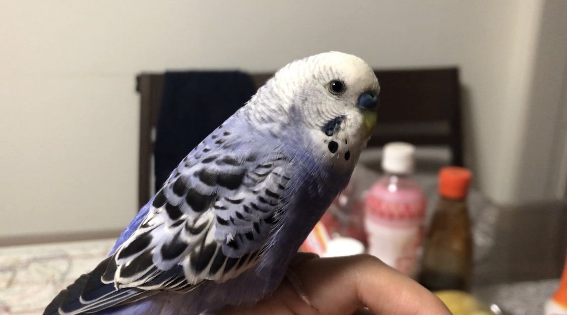 ChenYujie2's tweet photo. セキセイインコを探しています。
10月3日に東京都日野市でいなくなりました。
色は青紫っぽいです。
見かけた方連絡お願いします🥺 https://t.co/NBu4ntSmo6