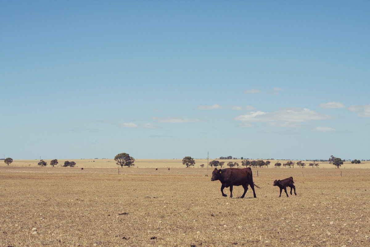 Bonnie Mappin tweet media