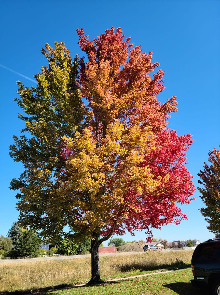 DenverChannel's tweet photo. The changing seasons all in one tree! 😍
📸: Heidi Hall https://t.co/qE60c3vhYU