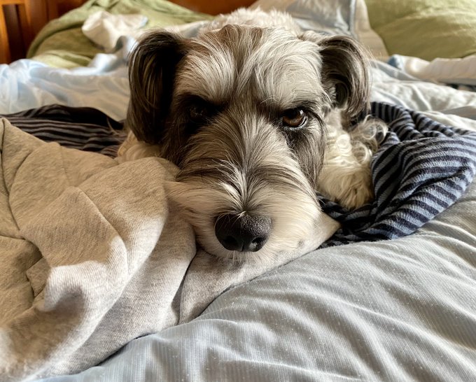 父ちゃんのパジャマが大好きなようで。

ベッドにあると必ず乗っかってます🐶🐶
安心するのかな😊😊 