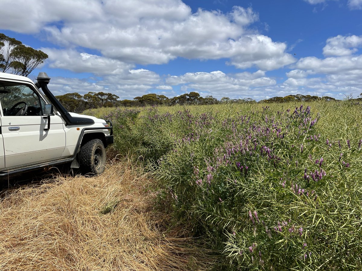 Worked out how to grow 5 ft vetch with a profitable companion 😜! #morelontrelneeded